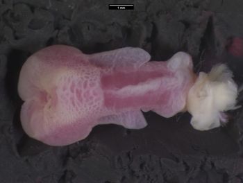 Media type: image;   Herpetology R-151949 Aspect: assulcate